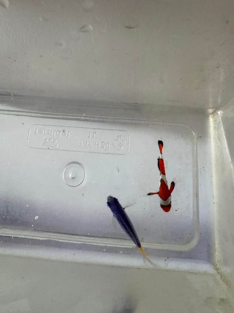 Zoutwatervissen