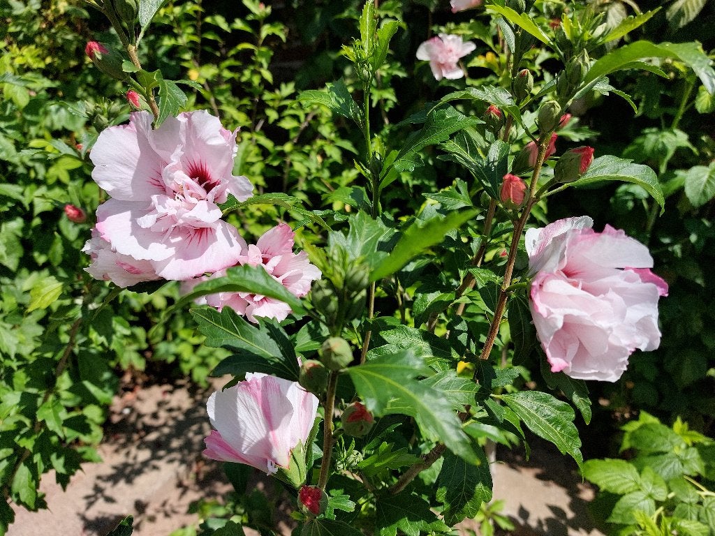 hibiscus pink chiffon + lelietje-van-dalen + terracottapot, Ophalen, Overige soorten, Struik, Minder dan 100 cm
