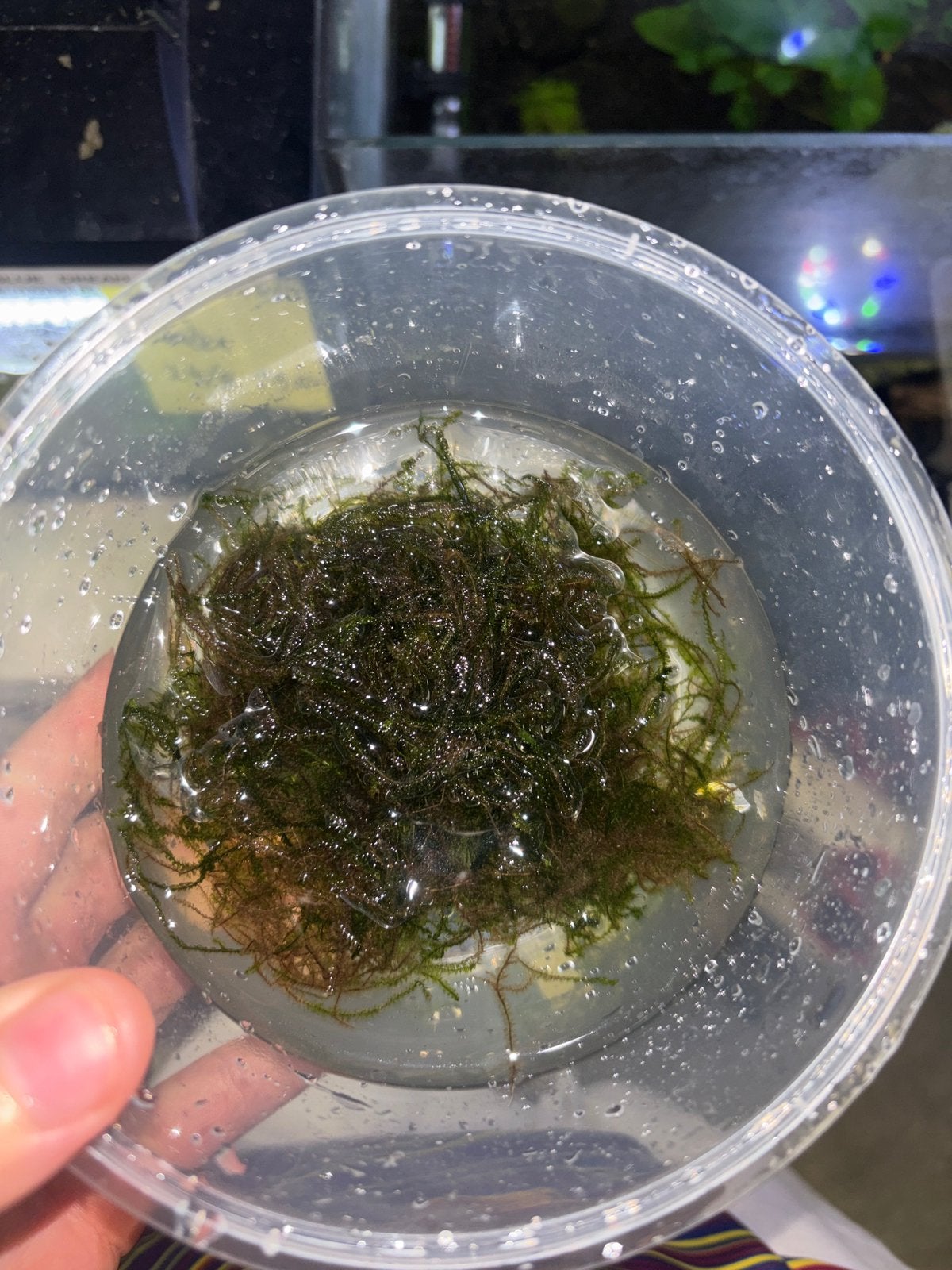 Portie Javamos (Aquariumplant), Dieren en Toebehoren, Vissen | Aquaria en Toebehoren, Ophalen, Plant(en), Steen of Hout