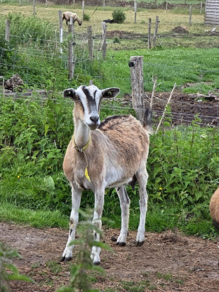 11 schapen lammeren te koop ( clunforest schapen), Dieren en Toebehoren, Meerdere dieren, Schaap, 0 tot 2 jaar