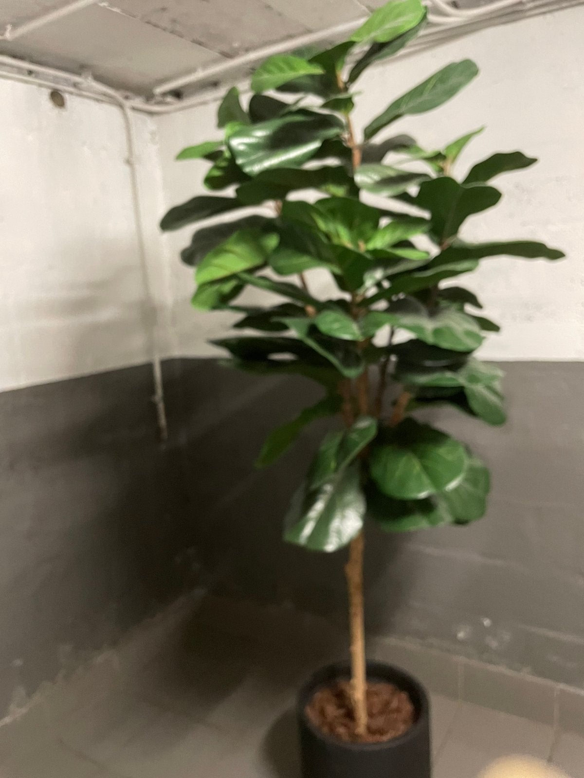 Kunstmatige ficus plant met pot, Avec pot ou vase, Vert, Intérieur, Plante artificielle