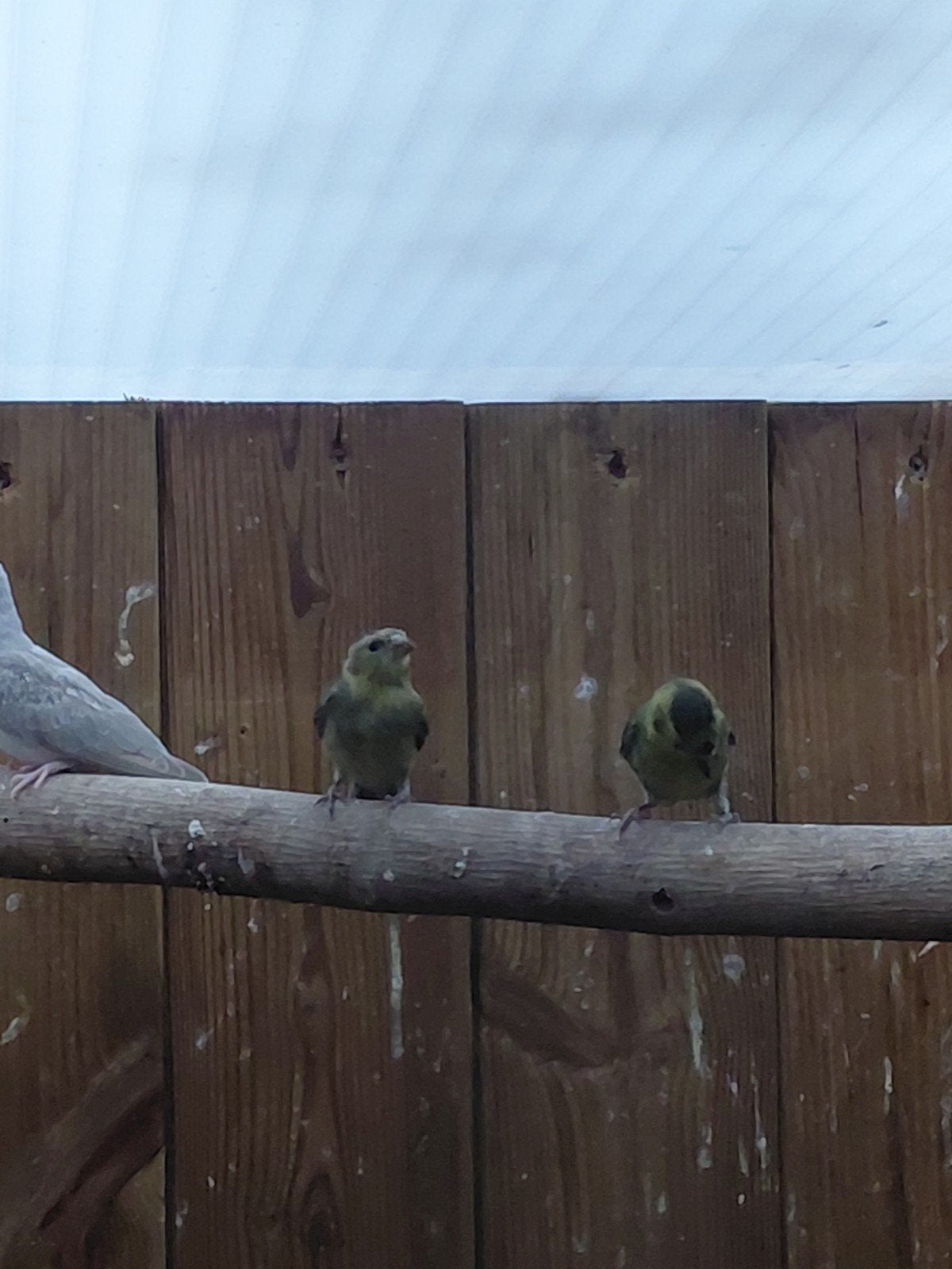 Amerikaanse baardsijsjes, Dieren en Toebehoren, Vogels | Overige Vogels