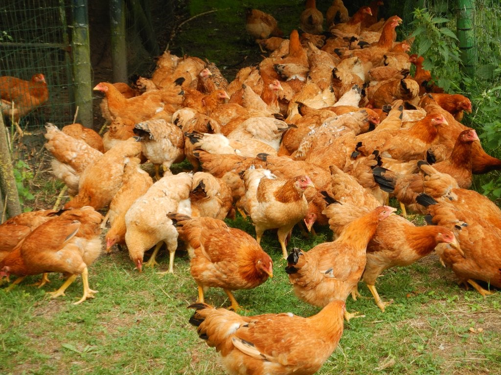 kippen te koop tegen de leg, Dieren en Toebehoren, Pluimvee, Vrouwelijk, Kip