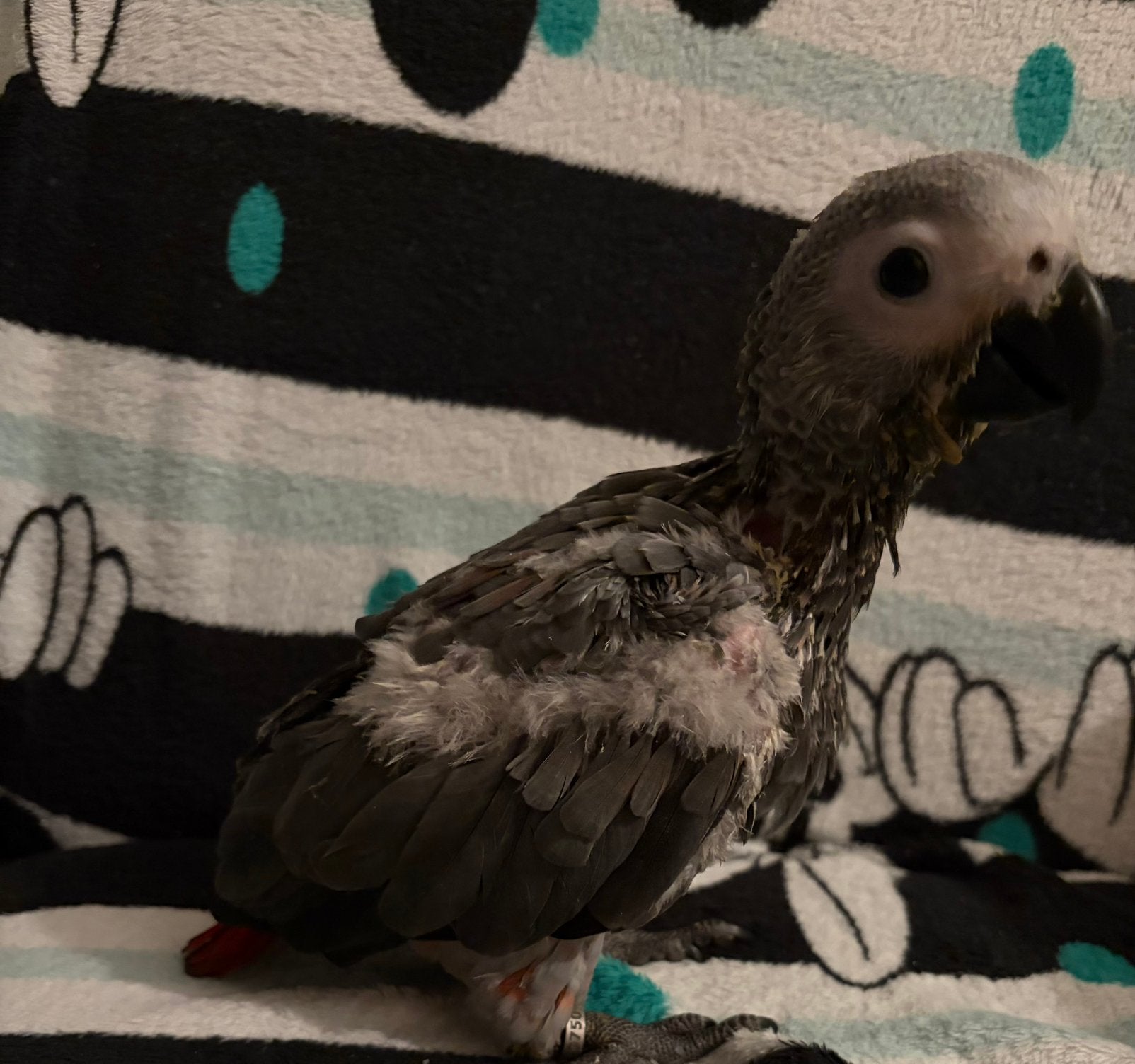 Grijze roodstaart baby roodfactor, Dieren en Toebehoren, Vogels | Parkieten en Papegaaien, Papegaai, Geringd