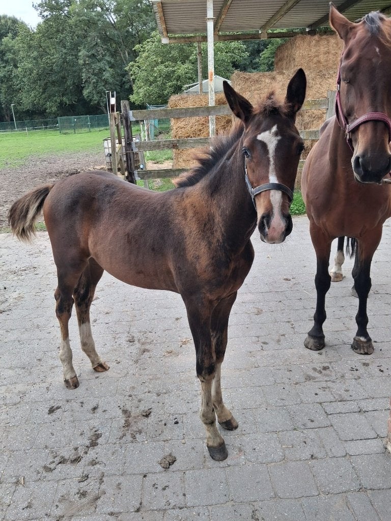 paard te koop, Avec pedigree, Moins de 160 cm, Étalon, 0 à 2 ans