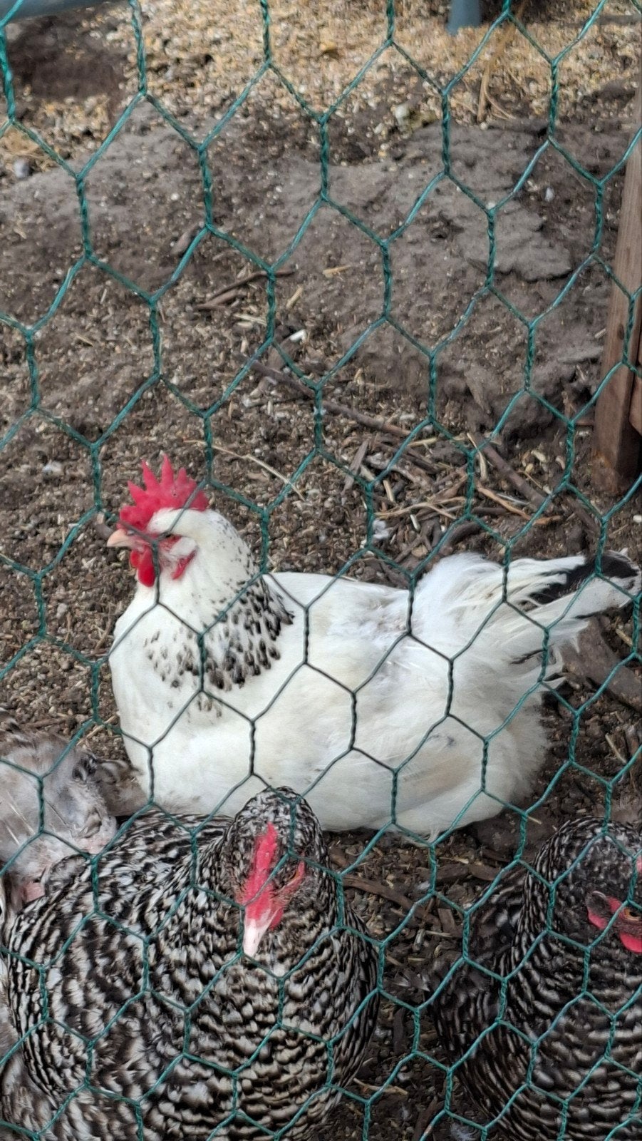 Raszuivere Sussex hen, Dieren en Toebehoren, Pluimvee, Vrouwelijk, Kip