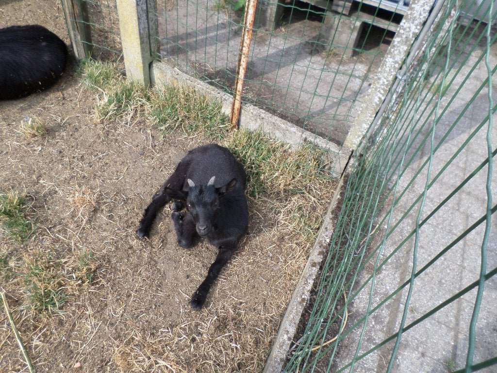 dwerggeitjes, Dieren en Toebehoren