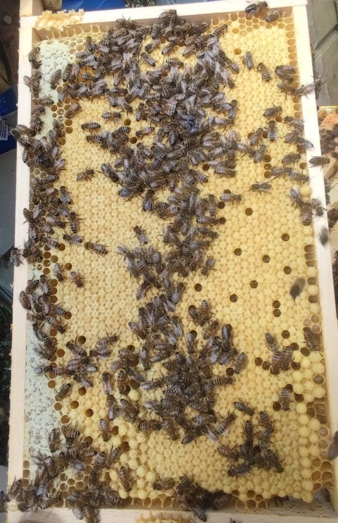 Carnica sur 11 cadres Simplex, idéale pour démarrer, Animaux & Accessoires, Insectes & Araignées, Abeilles