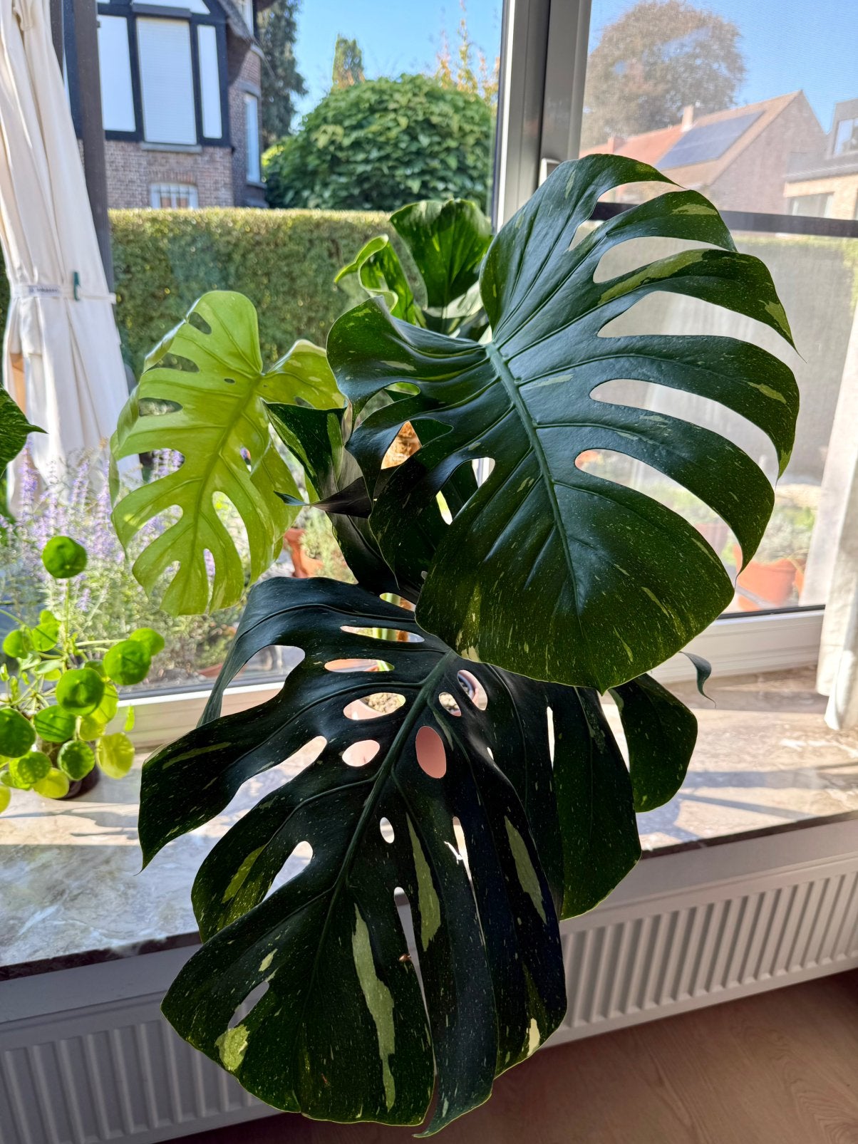 Mature Monstera Thai Constellation met fenestraties, Huis en Inrichting, Ophalen