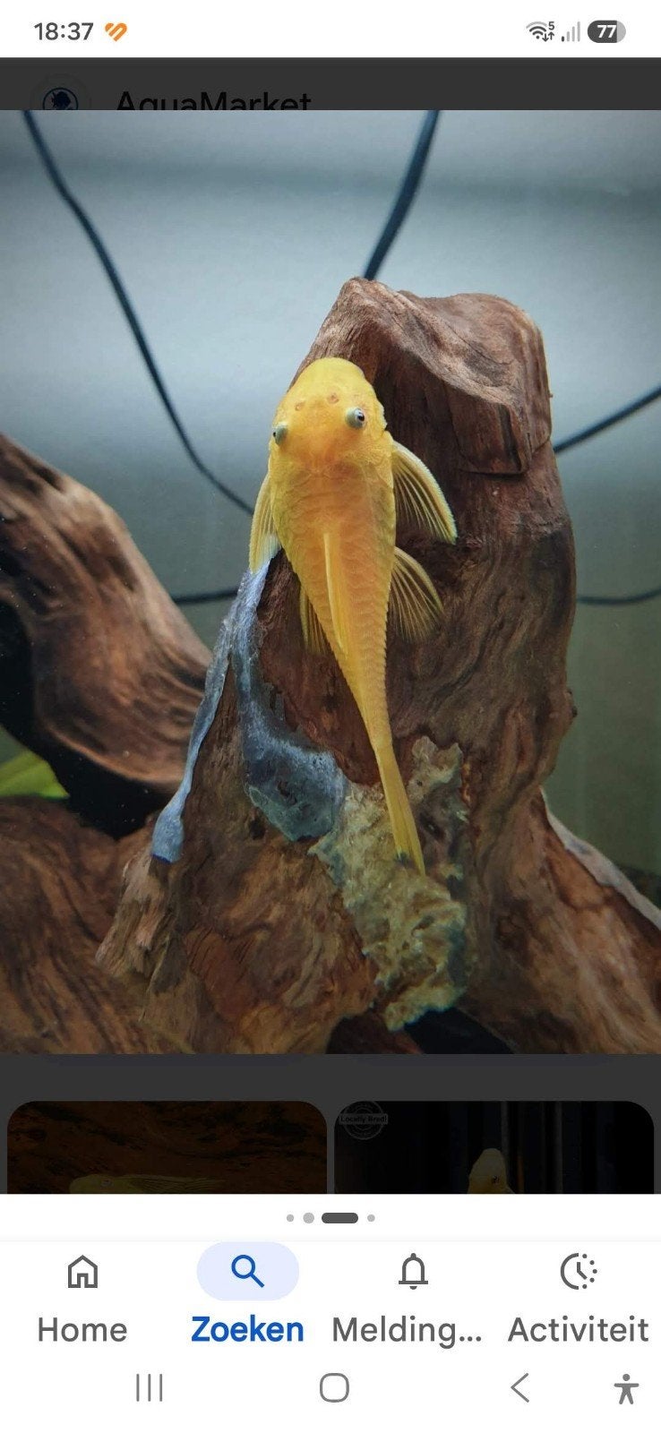 œil bleu citron ancistrus, Animaux & Accessoires