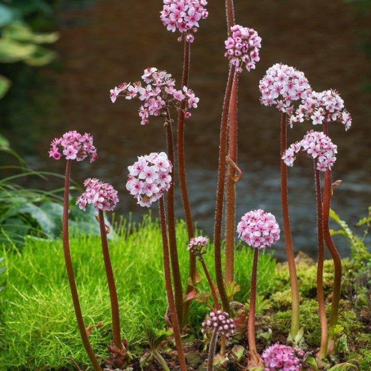 4 x darmeria pelata  in pot, Tuin en Terras, Ophalen, Vaste plant