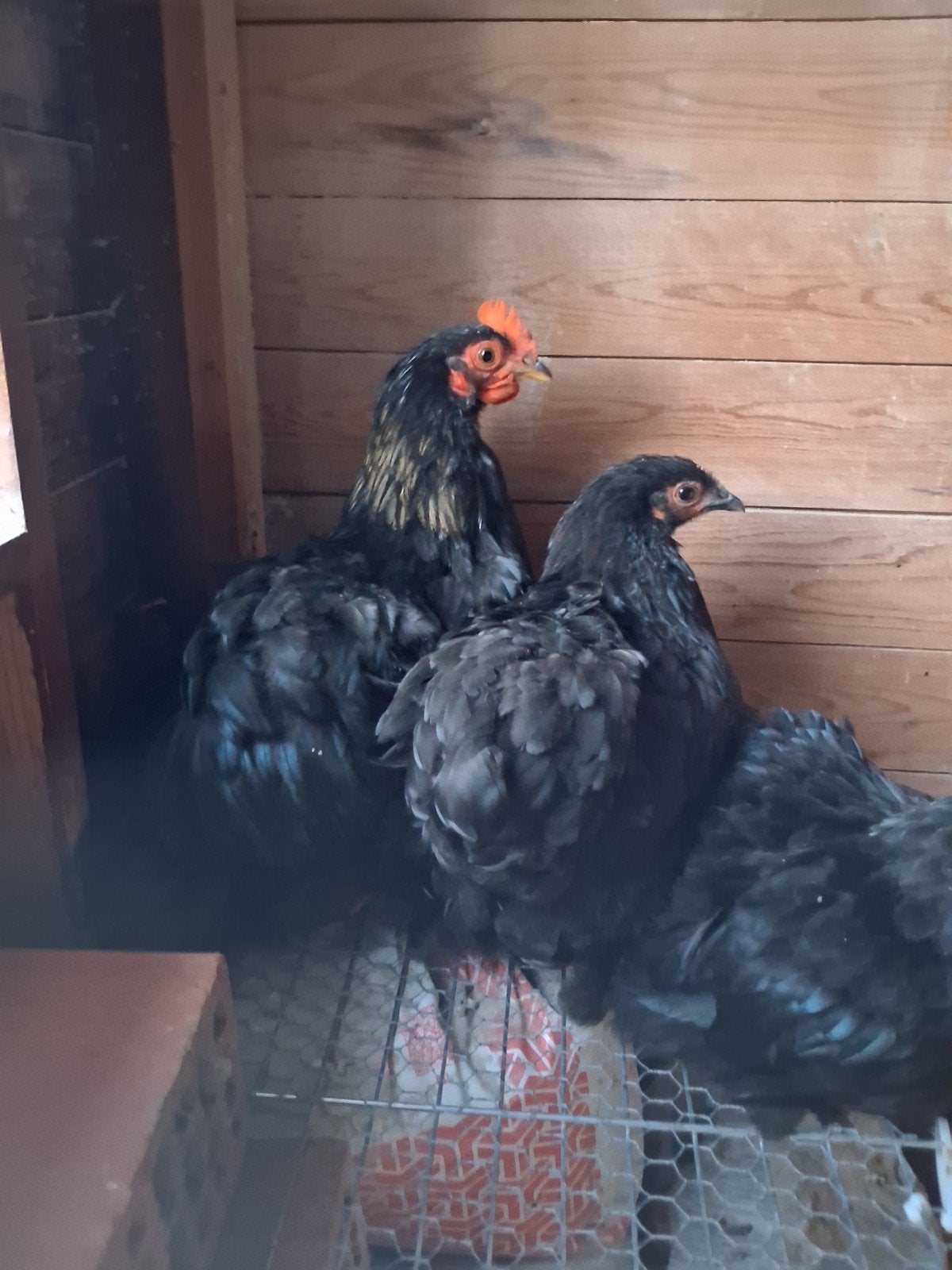 zwartvederige cochin jonge hanen, Dieren en Toebehoren, Pluimvee, Mannelijk, Kip