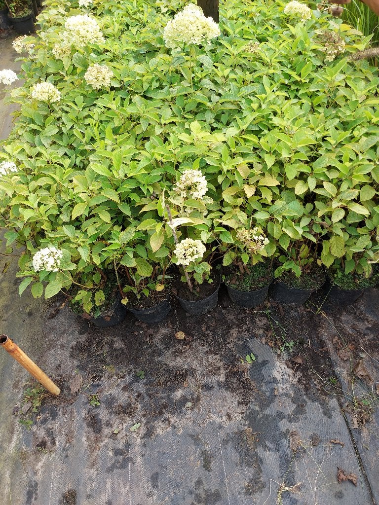 hortensia annabelle en boerenhortensia aan 1,50 euro/stuk, Tuin en Terras, Vaste plant, Halfschaduw, Zomer, Ophalen
