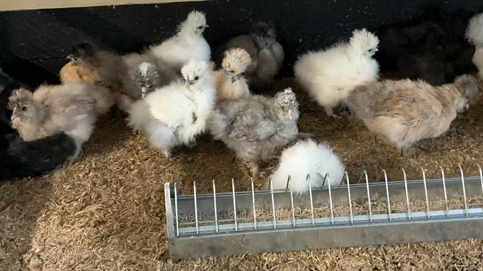USA zijdehoenders, Sexe inconnu, Poule ou poulet
