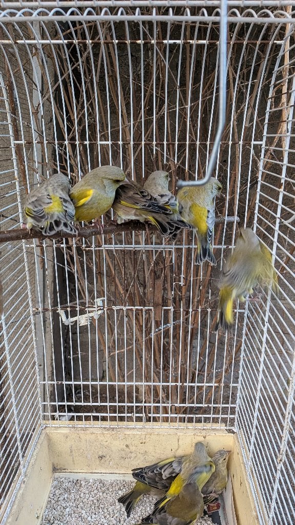 Europese groenling met strepen, Dieren en Toebehoren, Meerdere dieren, Wildzangvogel, Geringd
