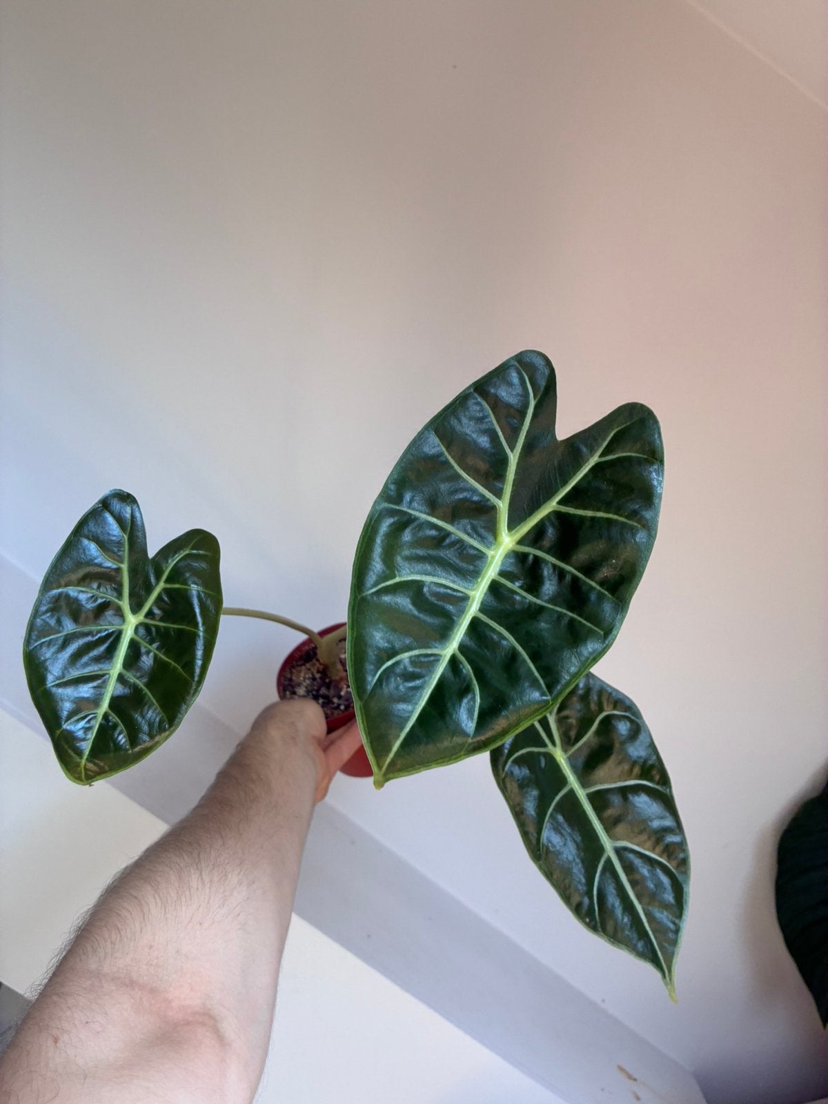 Alocasia longiloba, Huis en Inrichting, Kamerplanten, Ophalen