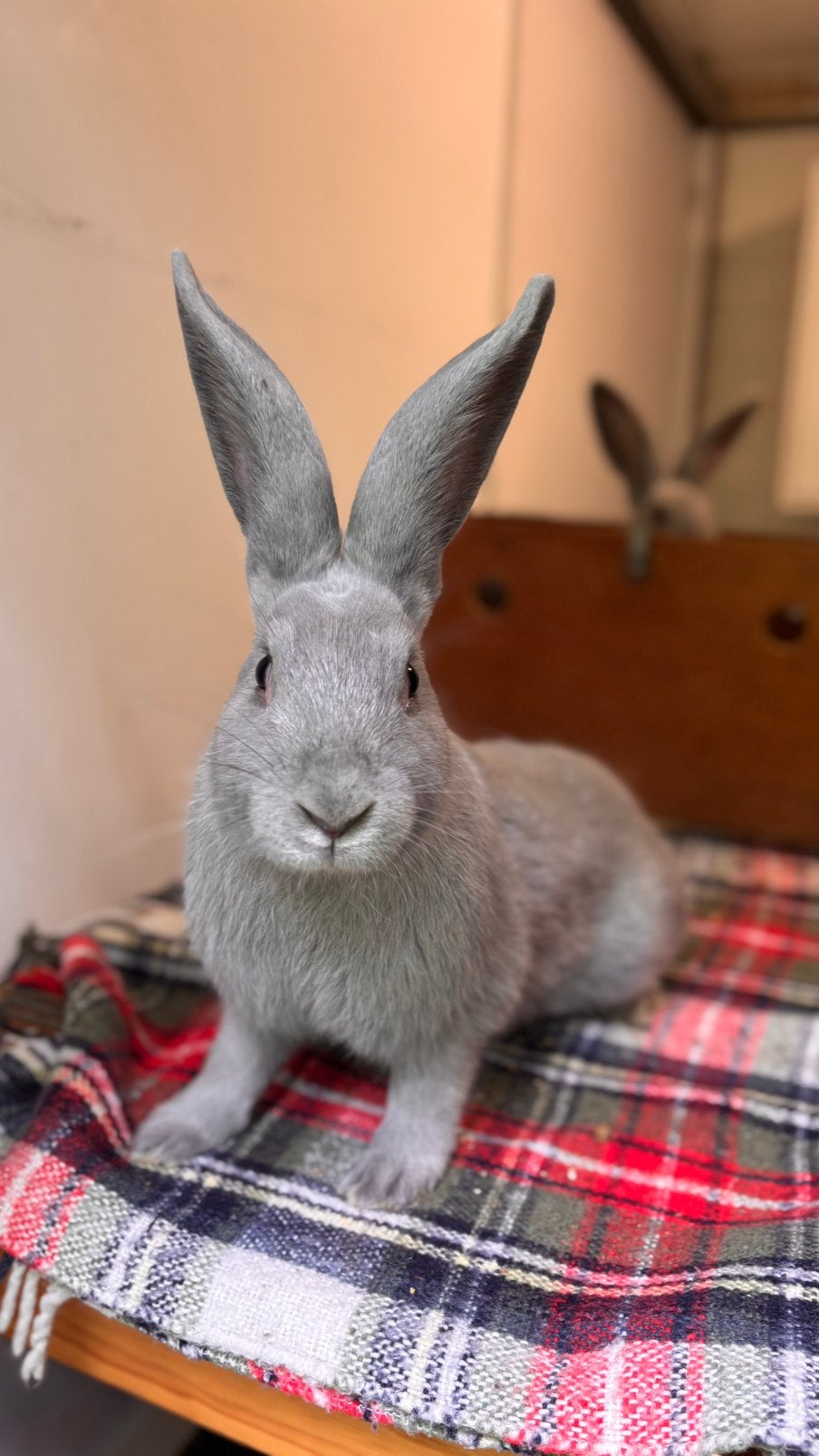 Blauw van Sint Niklaas, Dieren en Toebehoren