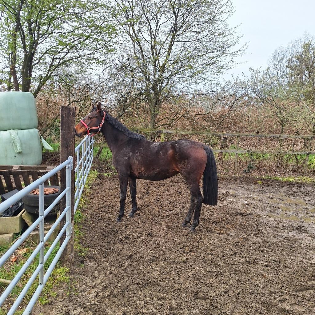 16 jarige bwp merrie, Dieren en Toebehoren, Merrie