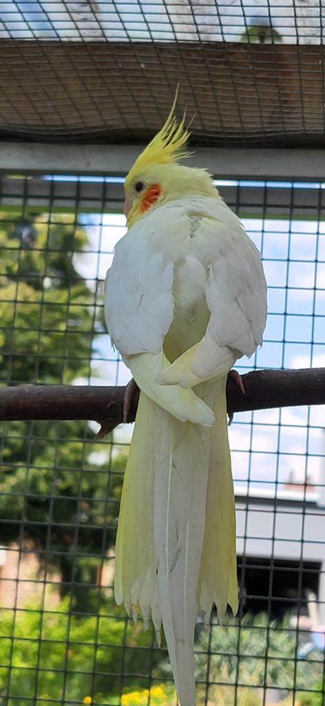 Calopsitte, Animaux & Accessoires, Femelle