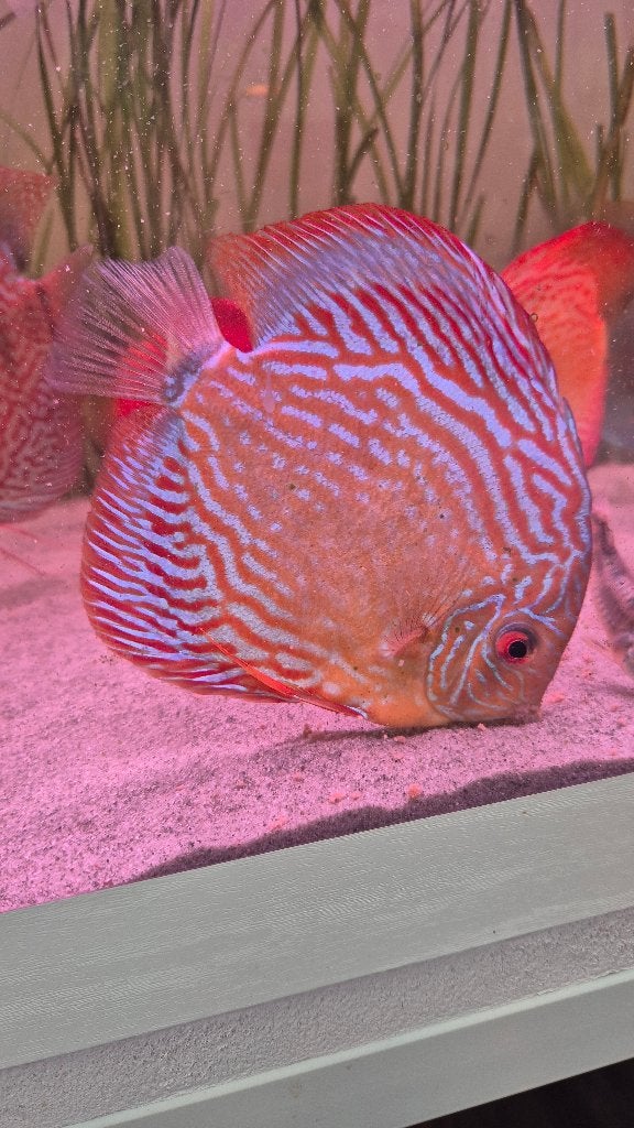 Plantes discus aquarium, Animaux & Accessoires, Enlèvement ou Envoi, Utilisé, Autres types