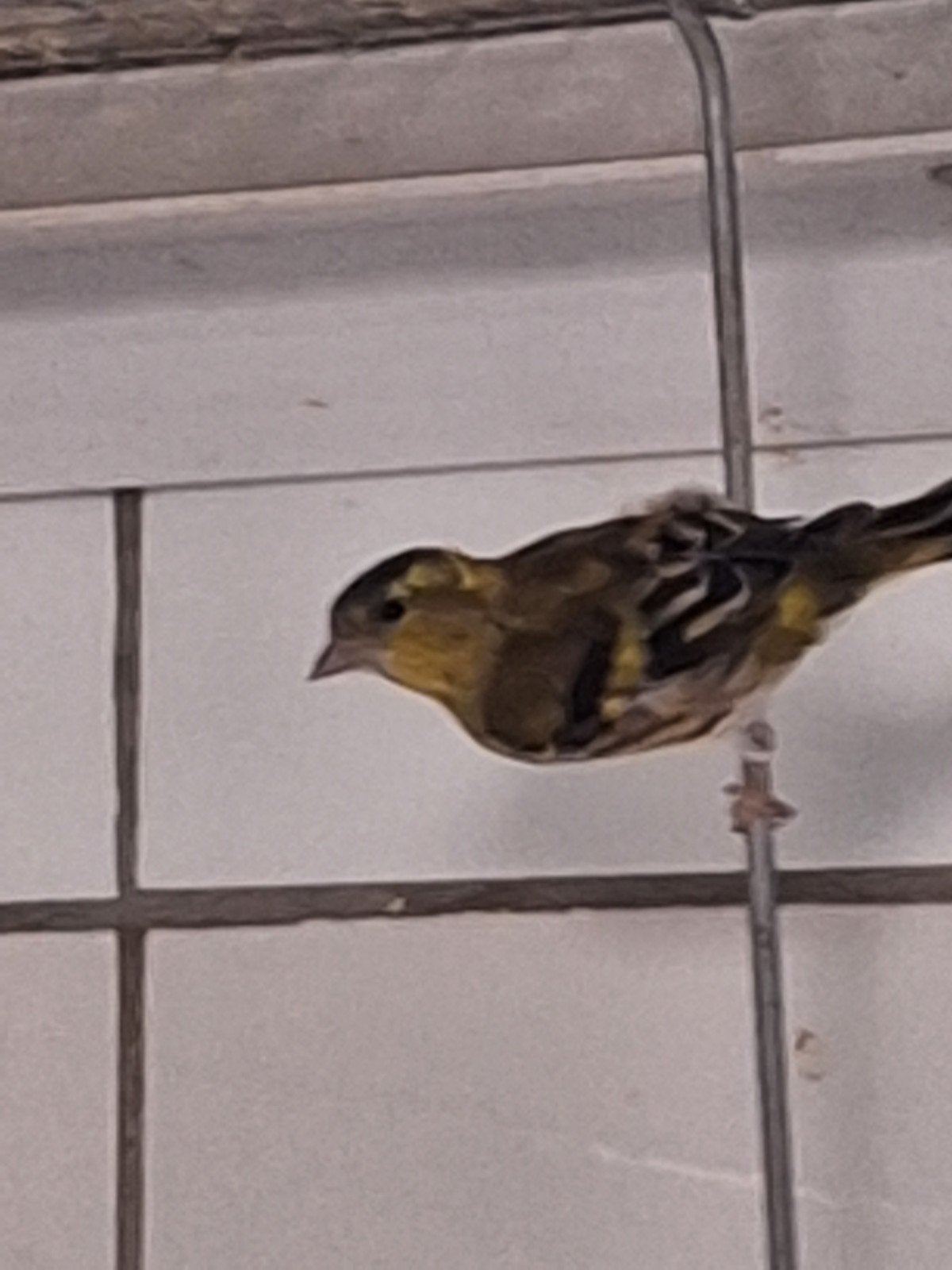 sijsjes, Dieren en Toebehoren, Vogels | Kanaries