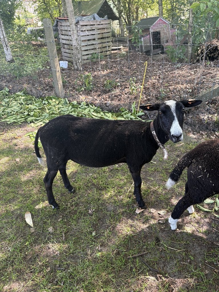 Zwartbles schapen, Dieren en Toebehoren, Schapen, Geiten en Varkens, Vrouwelijk, Schaap, 0 tot 2 jaar