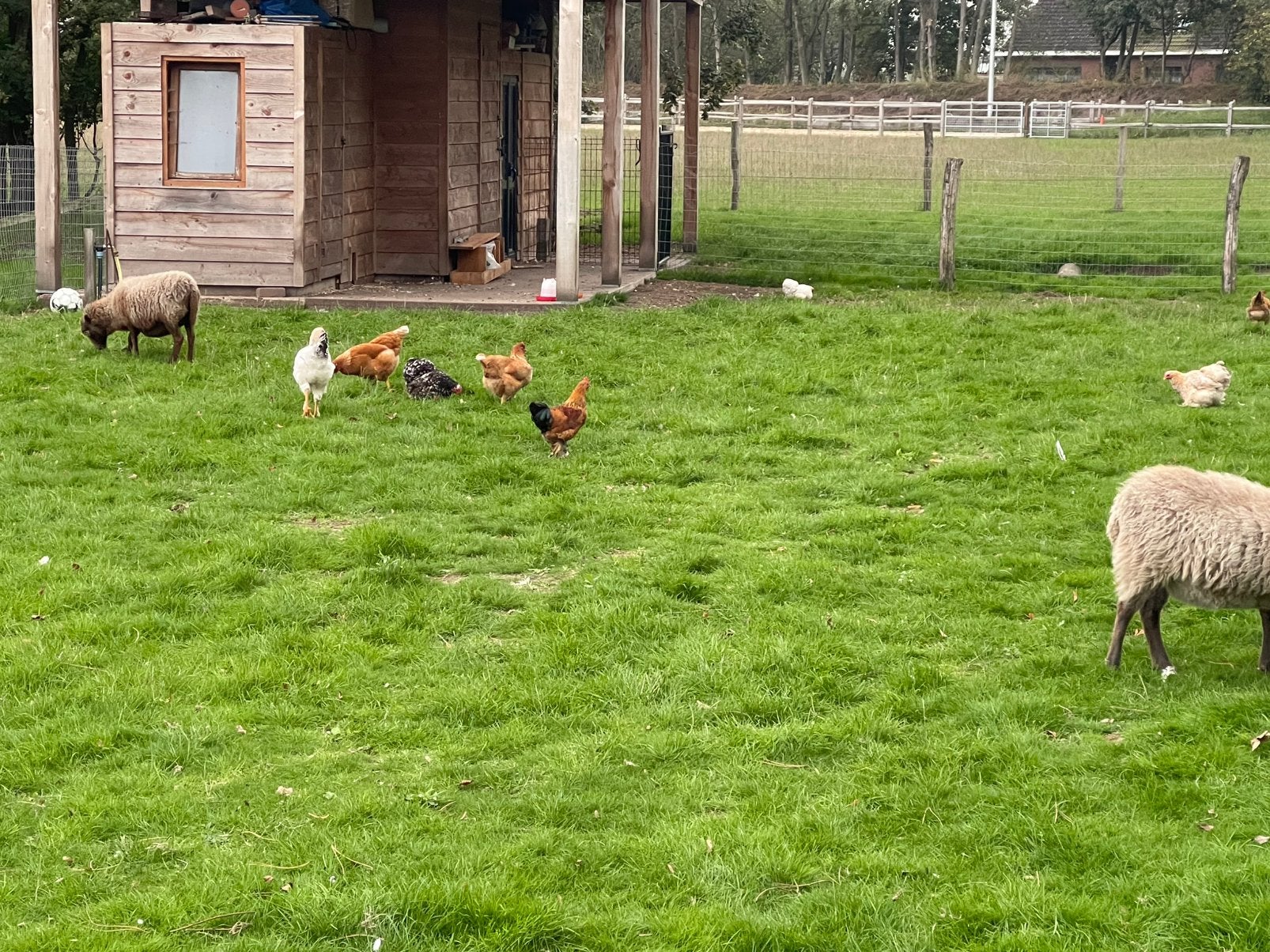 Legkippen en brahma, Dieren en Toebehoren, Vrouwelijk, Kip