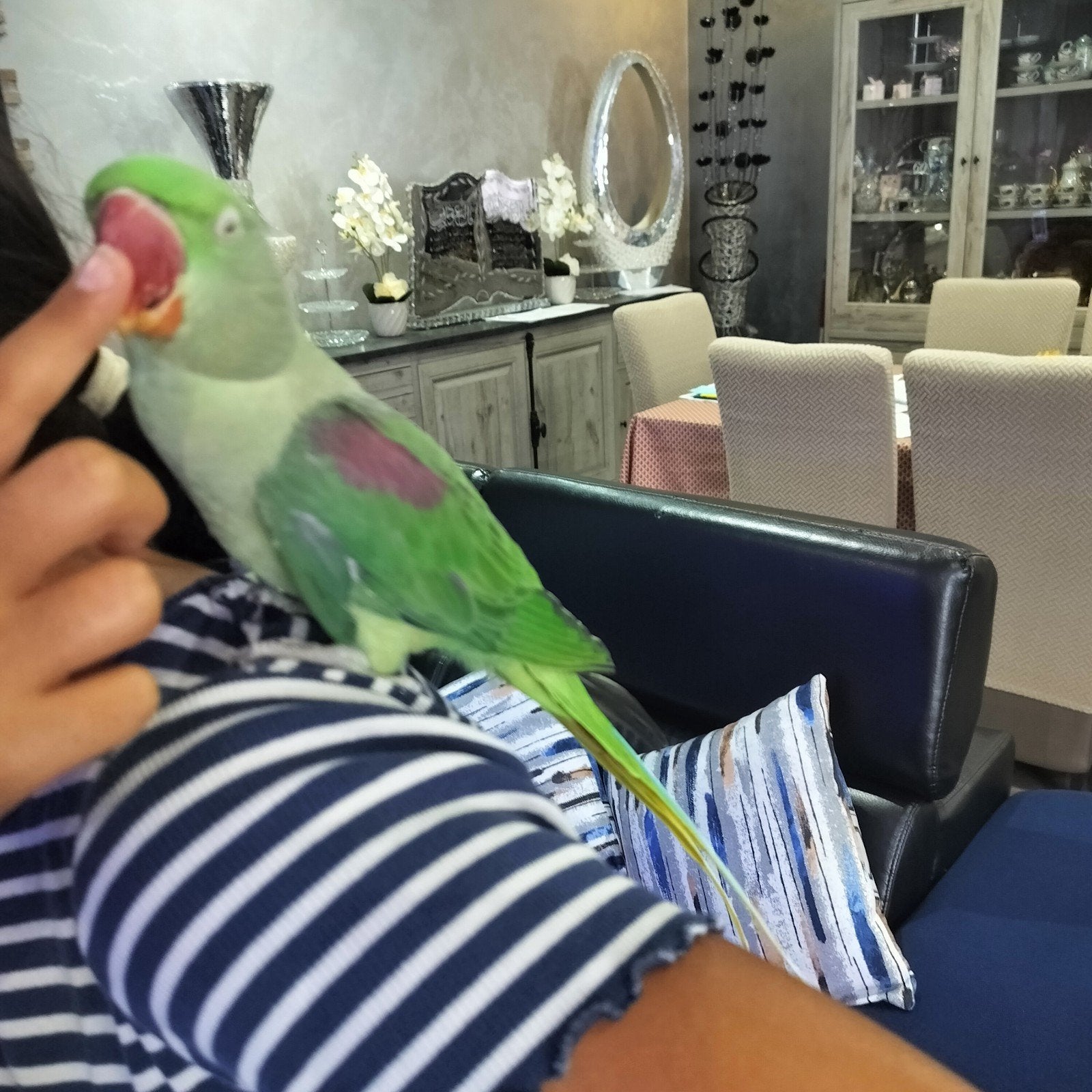 Alexandre femelle 1 an élevé à la main, Dieren en Toebehoren, Vogels | Parkieten en Papegaaien, Vrouwelijk