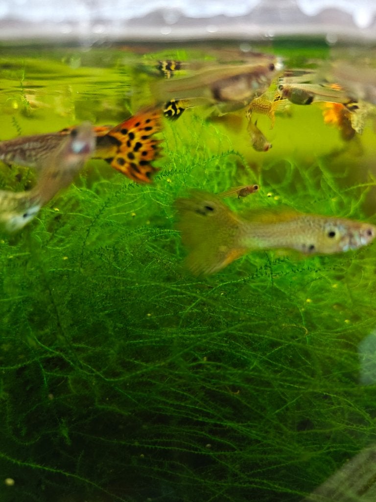 Guppy, Dieren en Toebehoren, Vis, Zoetwatervis
