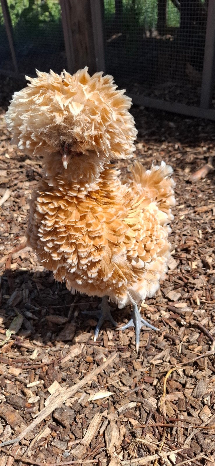 Padua kriel broedeieren, Dieren en Toebehoren