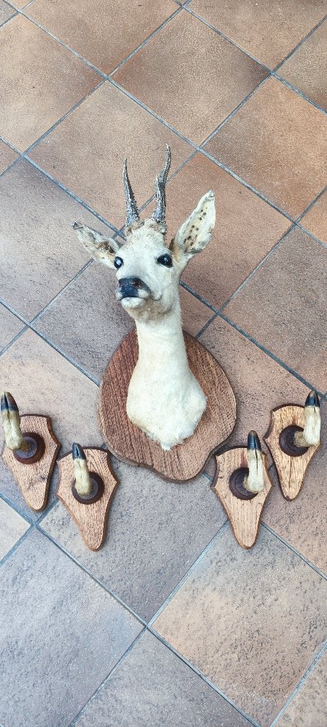 Taxidermie, Verzamelen, Ophalen, Gebruikt, Hert, Gewei of Kop
