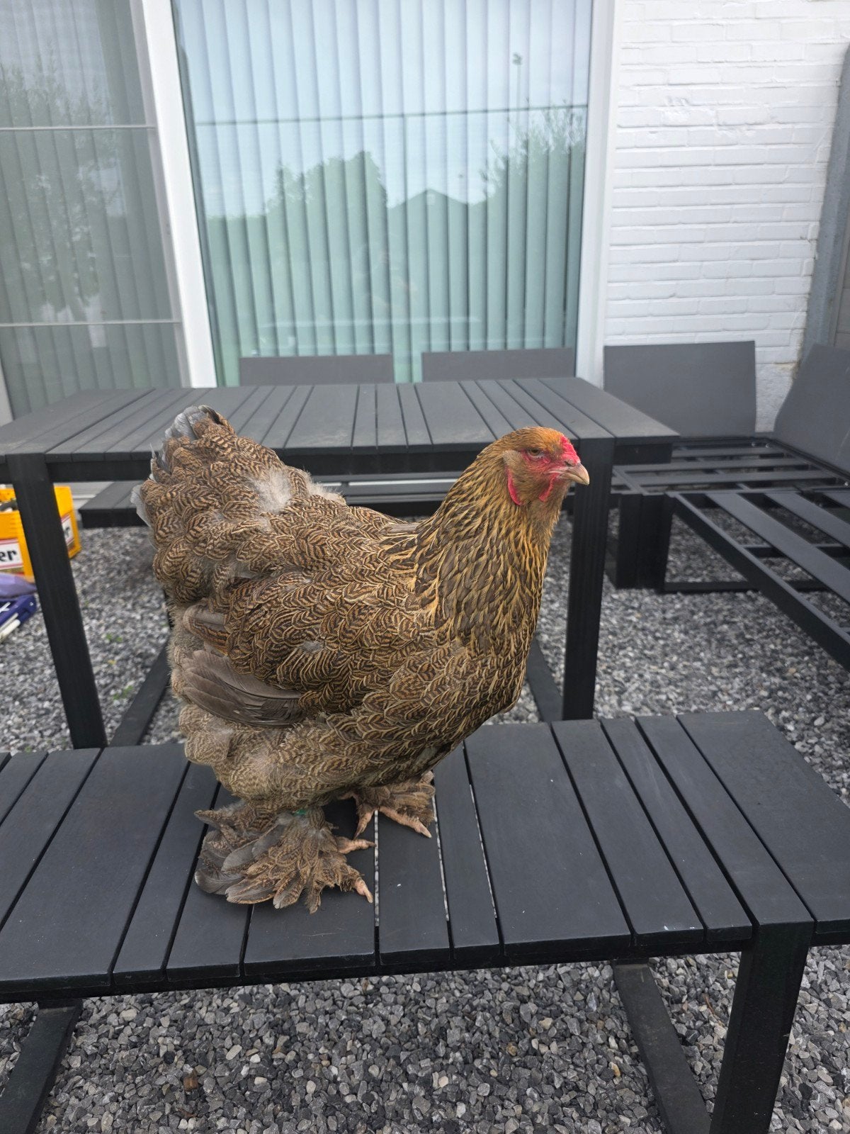 Trio Brahma GROOTHOENDERS, Dieren en Toebehoren