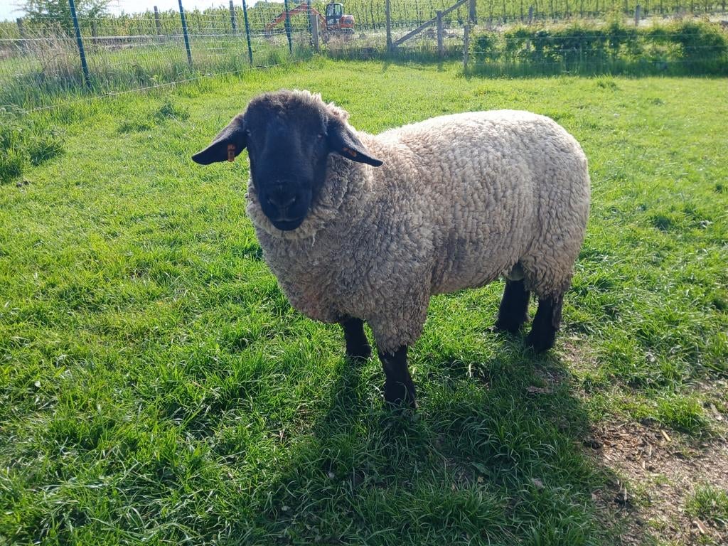 Jaarling ram