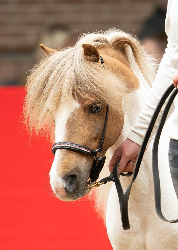 splash vos tobiano hengst met twee blauwe ogen, Dieren en Toebehoren, Pony's, Hengst, A pony (tot 1.17m), 7 tot 10 jaar, Met stamboom