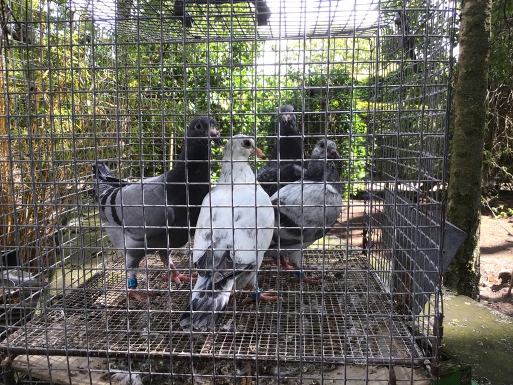 4 speenklare jonge postduiven, Dieren en Toebehoren, Vogels | Duiven