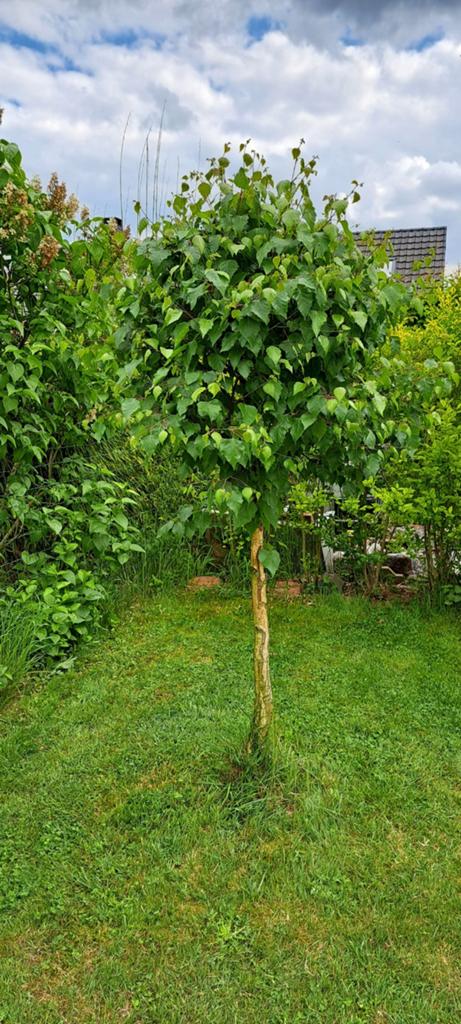 Jeune Bouleau à vendre, Tuin en Terras, Planten | Bomen