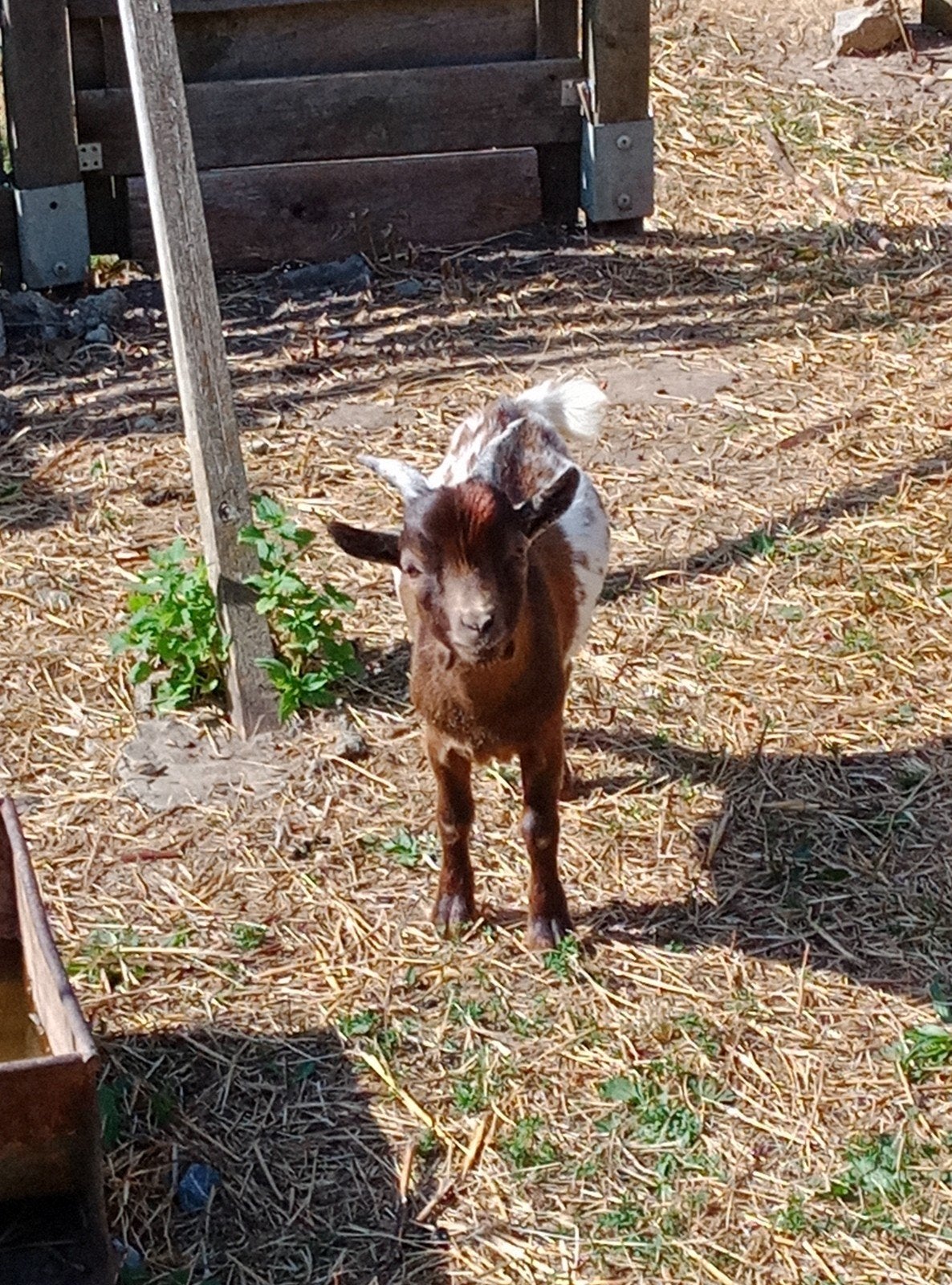 Chevreaux toys, Plusieurs animaux, Chèvre, 0 à 2 ans