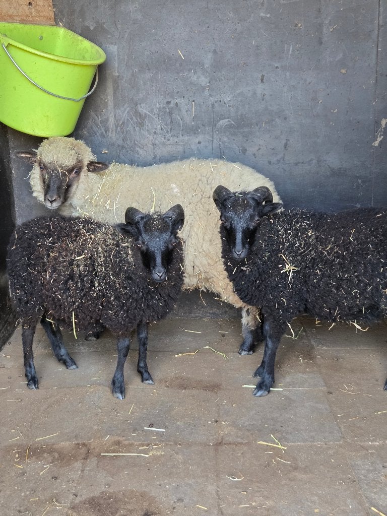 2 Ouassant rammetjes + 1 rammetje kruising Hampshire Down, Dieren en Toebehoren, Schapen, Geiten en Varkens, Mannelijk, Schaap
