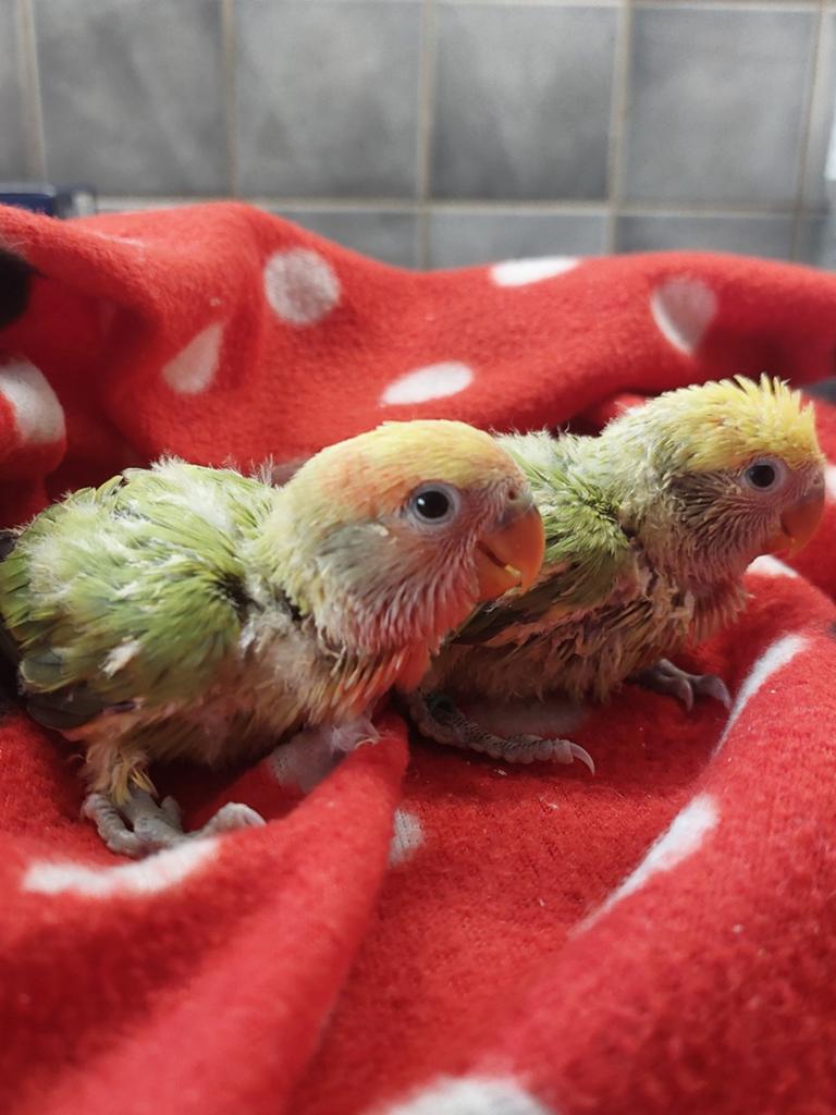 Agapornis roseicollie babys handtam