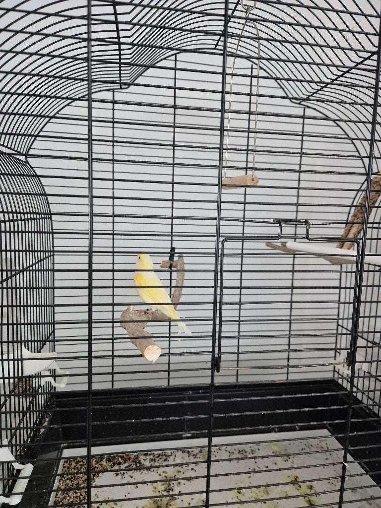 Kanarieman met kooi, Mannelijk, Zangkanarie