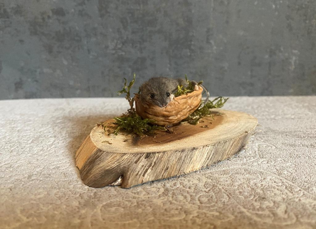 Opgezette muis in walnoot - taxidermie, Ophalen of Verzenden