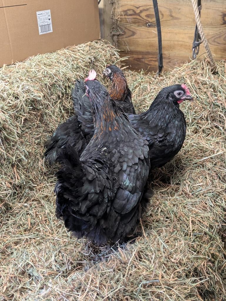 Marans hennen