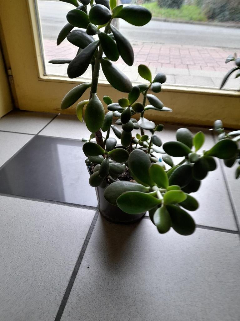 Planten Crassula, Autres espèces, Été, Enlèvement, Plante fixe