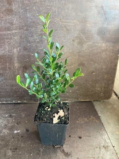Overstock Ilex crenata donker Buxusvervanger 30/40 en 20/30, Enlèvement, Houx, Arbuste, Moins de 100 cm