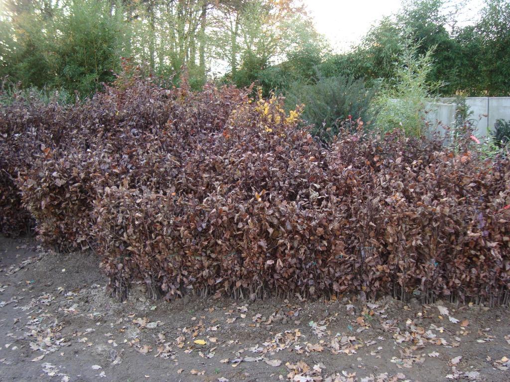 HAAGPLANTEN   NU PLANTEN    BEUK, Enlèvement ou Envoi, Haie de hêtre, Haie, 100 à 250 cm