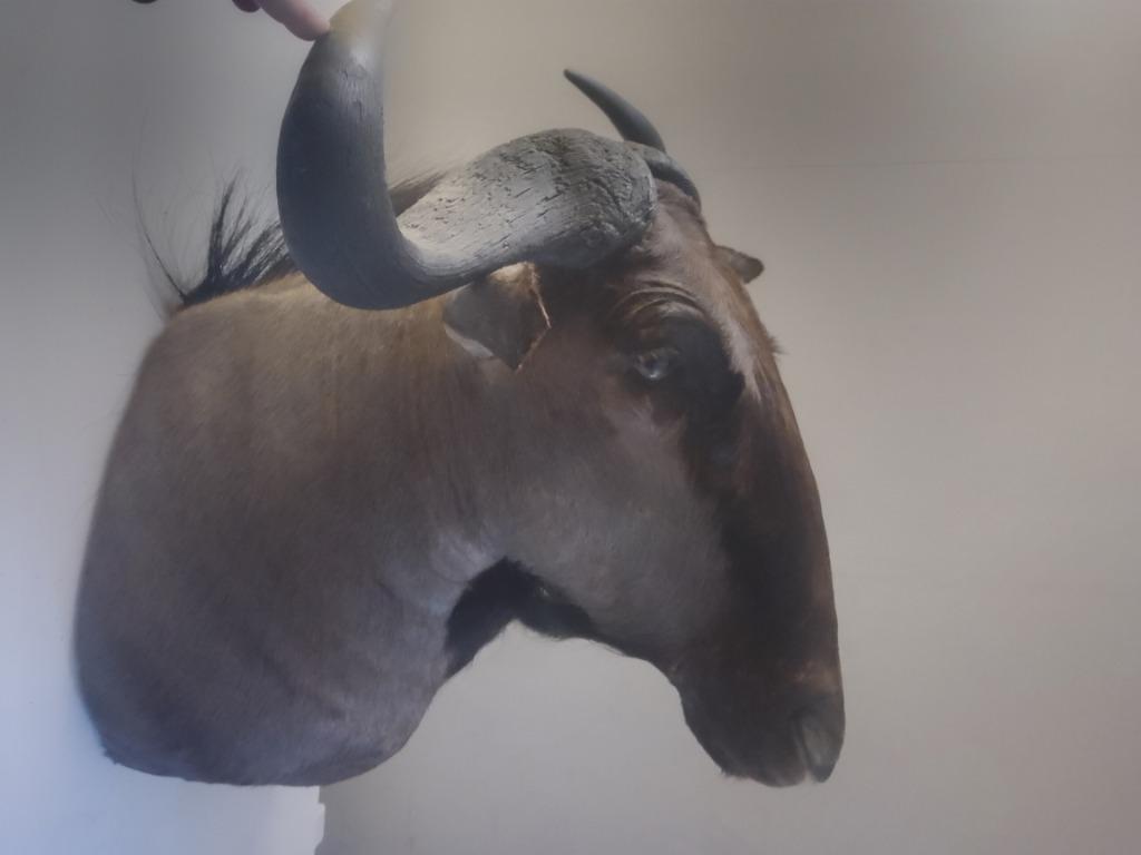 gnoe / wildebeest opgezet voor muurmontage taxidermie, Ophalen, Gebruikt, Wild dier, Opgezet dier