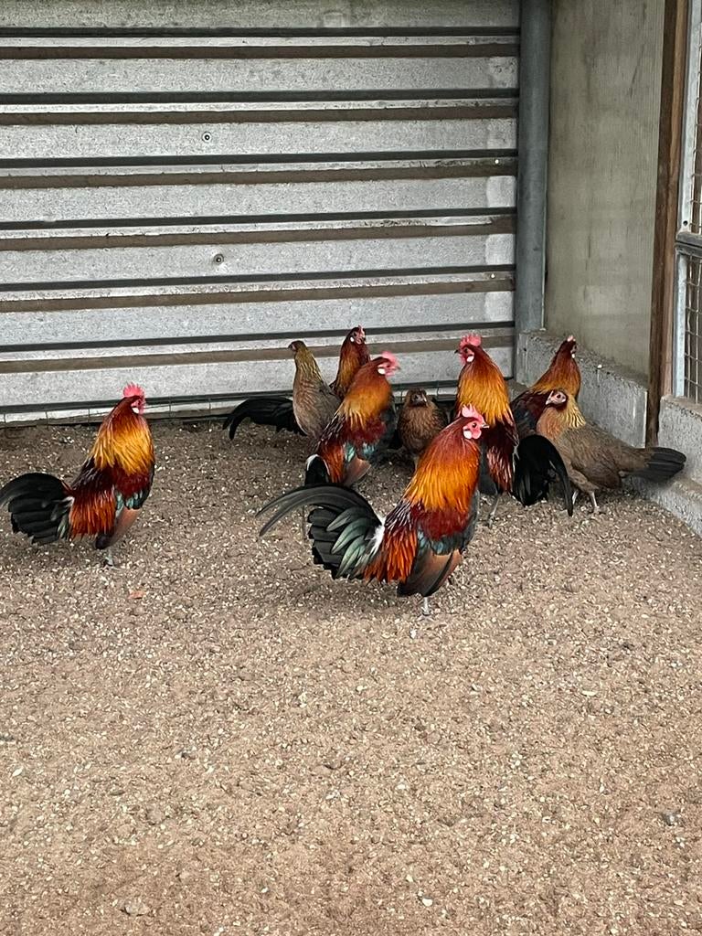 Rode kamhoen, Dieren en Toebehoren, Pluimvee, Meerdere dieren, Kip