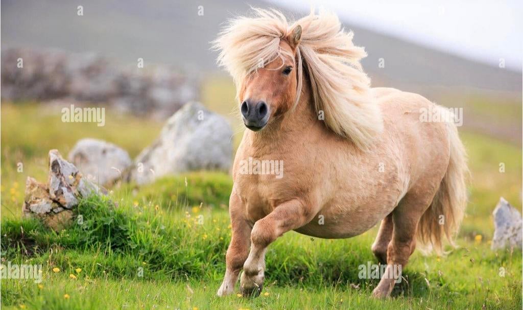 Stukje weide / plaatsje shetlandpony regio waasland / bazel, Animaux & Accessoires, Poneys