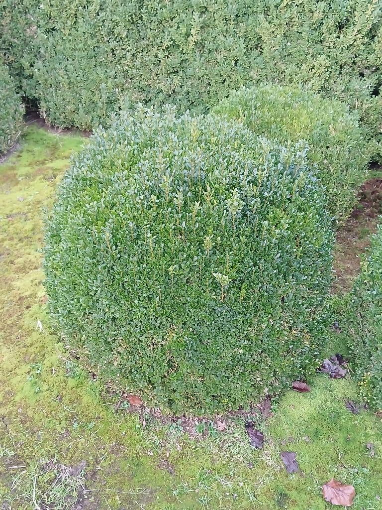 buxus, Ophalen, Vaste plant, Overige soorten