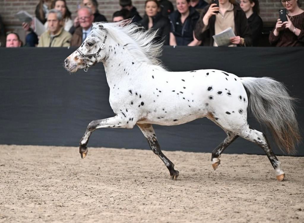 Appaloosa pony ter dekking aangeboden (NAS ggk dekhengst), Dieren en Toebehoren, Met stamboom, Niet van toepassing, Hengst, A pony (tot 1.17m)